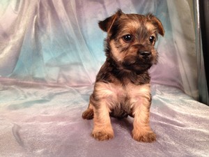 Female Snorkie Puppy for Sale #13 South of Minnesota In Joice Iowa|Visa and Mastercard Accepted